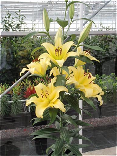Bellville ベルビル 3月14日定植 / Planted on 14Mar 株式会社中村農園