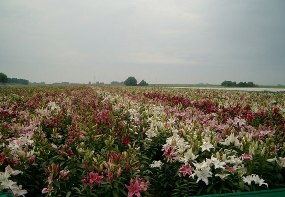 Lily selection Mak Breeding ‘t Zand (August 16th, 2007)