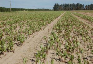 Pictures of field in NZ (by Van Zanten) (October 11th, 2007)