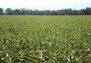 Pictures of field in Valdivia CH (by Sone) (December 11th, 2007)