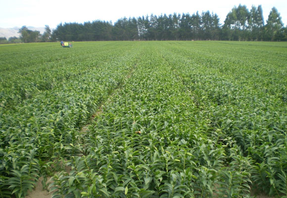 Pictures of field in NZ : Southern Flora (by De Jong) (February 9th, 2008)