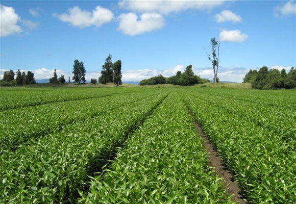 Pictures of field in Chile 　By Southern Bulbs  （December 24th,2008)