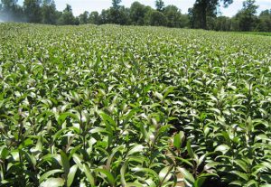 Pictures of field in Chili (by Vanden Bos)   （January 15th,2009）