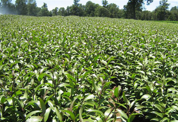 Pictures of field in Chili (by Vanden Bos)   （January 15th,2009）