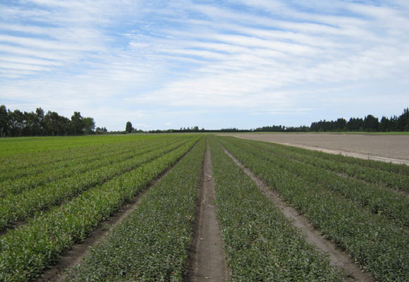 Pictures of field in New Zealand by VanZanten (January 14th,2010)