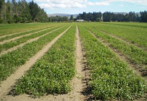 Pictures of field in New Zealand by De Jong (January 26th,2010)