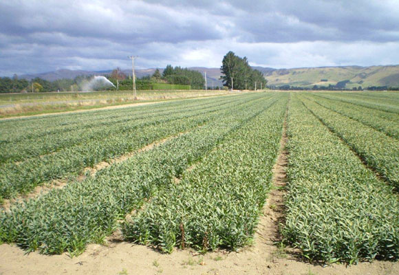Pictures of field in New Zealand by Southern Flora (March 22nd,2010)
