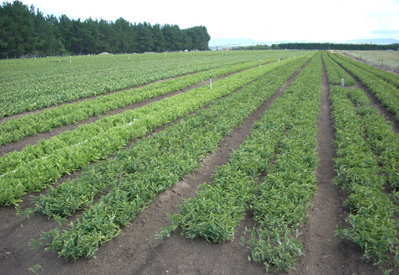 Pictures of field in New Zealand by P.F.onings. (March 24th,2010)