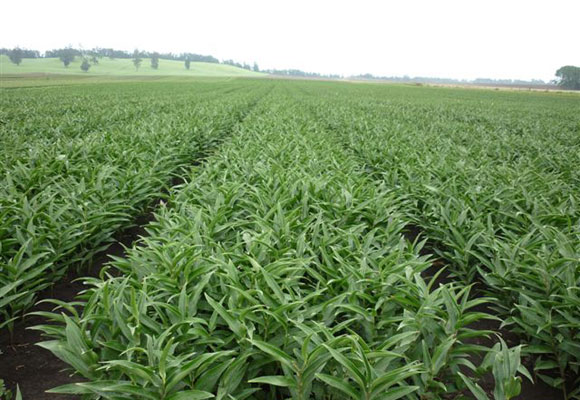 Pictures of field in Chile by Southern Bulbs (April 2nd,2010)