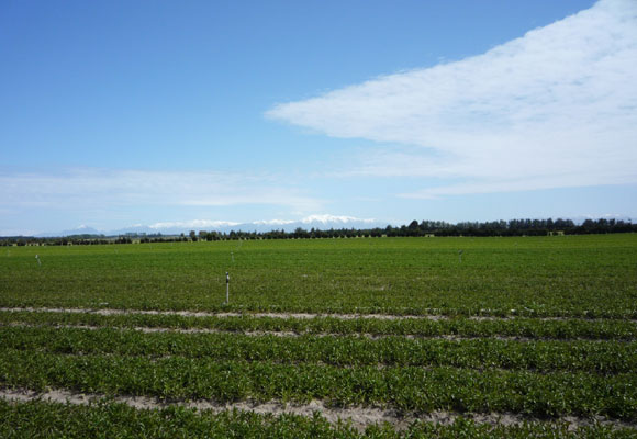 Pictures of field in New Zealand by Vanzanten (Oct.26th, 2010）