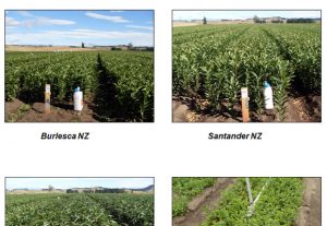 Pictures of field in New Zealand (by Island Bulbs Ltd) （1/10/2011）
