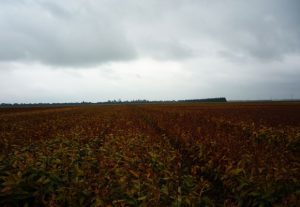 Pictures of field in New Zealand by Vanzanten (Apr.18th, 2011）