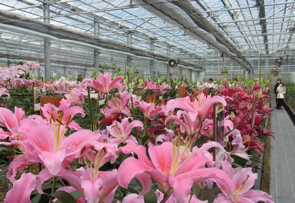 Special thanks for your kind visit to 2nd Open day of our test green house(November 23rd,2011）