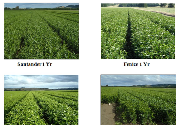 Pictures of field in New Zealand (by Island Bulbs Ltd)   (Dec.23rd, 2011)