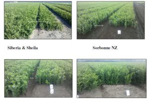 Pictures of field in New Zealand (by Island Bulbs Ltd)    (Dec.11th, 2012)