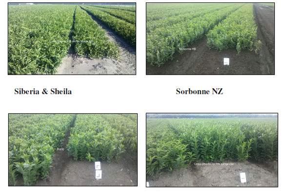 Pictures of field in New Zealand (by Island Bulbs Ltd)    (Dec.11th, 2012)