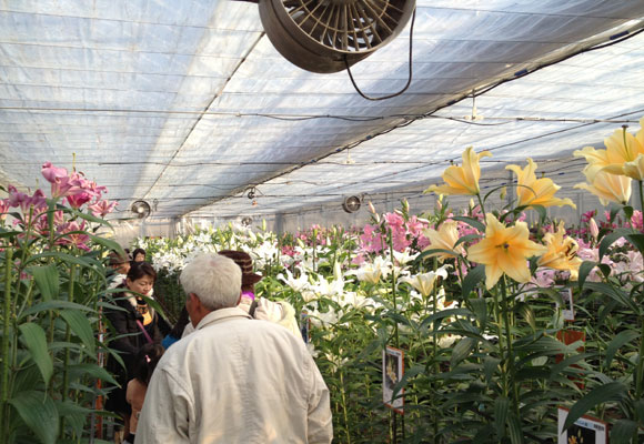 Special thanks for your kind visit to Open day of our test green house(February 11th,2013）