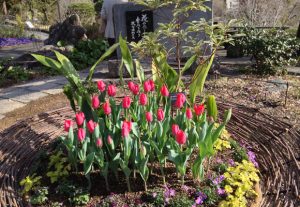 ‘Hanasawachi’ started at Makino Botanical Garden（3/4/2013）