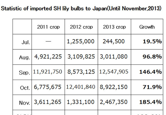 Statistic of imported SH lily bulbs to Japan（December 11, 2013）