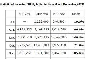 Statistic of imported SH lily bulbs to Japan（January 14, 2014）