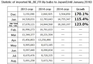 Statistic of imported NL,BE,FR lily bulbs to Japan(Until Jan, 2016) （Feb 19, 2016）