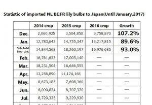 Statistic of imported NL,BE,FR lily bulbs to Japan(Until Jan, 2017) （Feb 15, 2017）