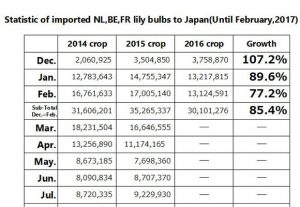 Statistic of imported NL,BE,FR lily bulbs to Japan(Until Feb, 2017) （Mar 13, 2017）