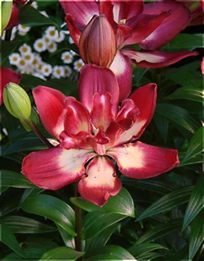 ダブルセンセーション(花粉無し)