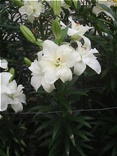 アンネマリー(花粉無し）