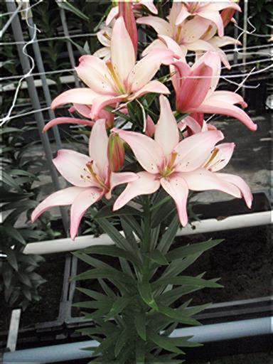 イージーワルツ(花粉無し)