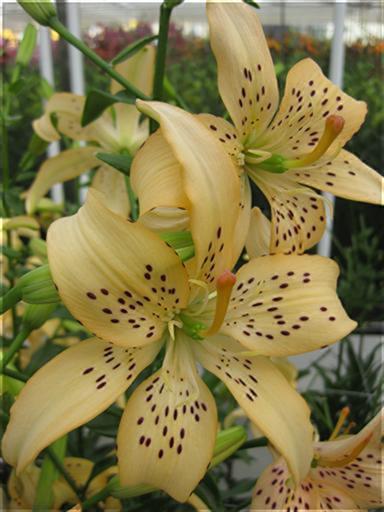 イージーライフ(花粉無し)