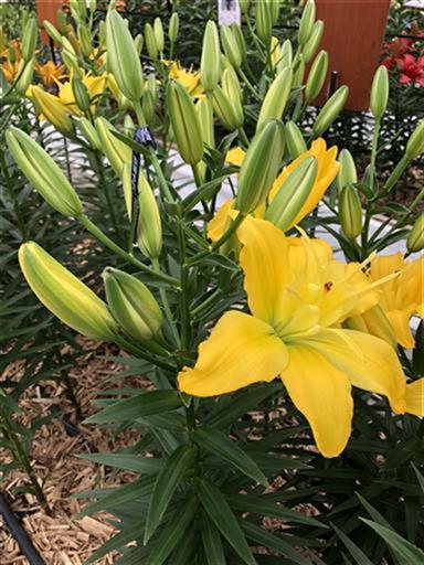 ケンジントン(花粉無し)