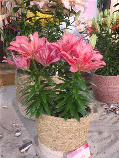 プラデシエルト（花粉無し）