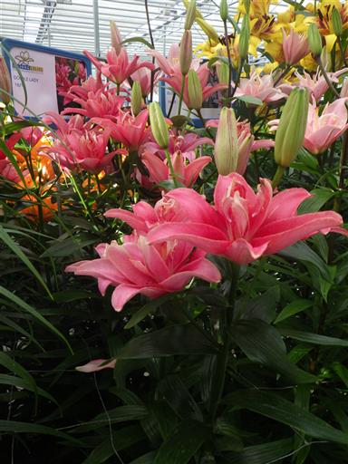 ダブルレディ(花粉無し)