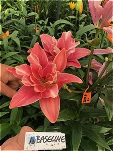 バタフライブロッサム(花粉無し)(ﾌｨﾆｯｼｭﾗｲﾝ