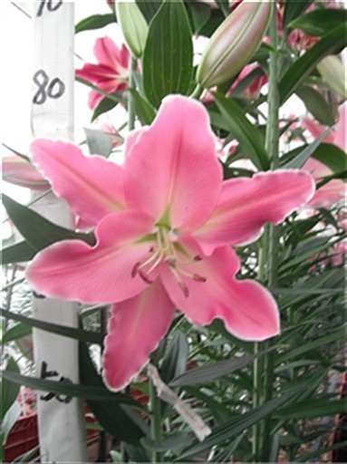 マジェント(花粉無し)
