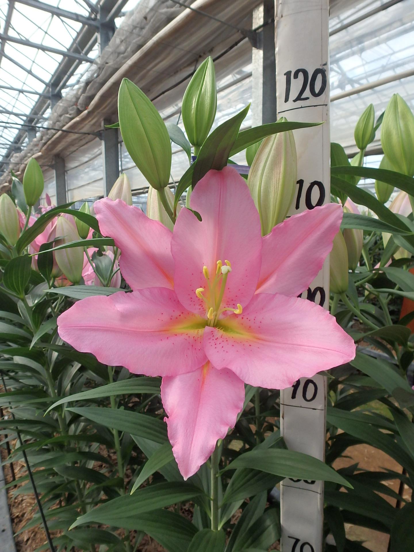 バンドーム(花粉無し)