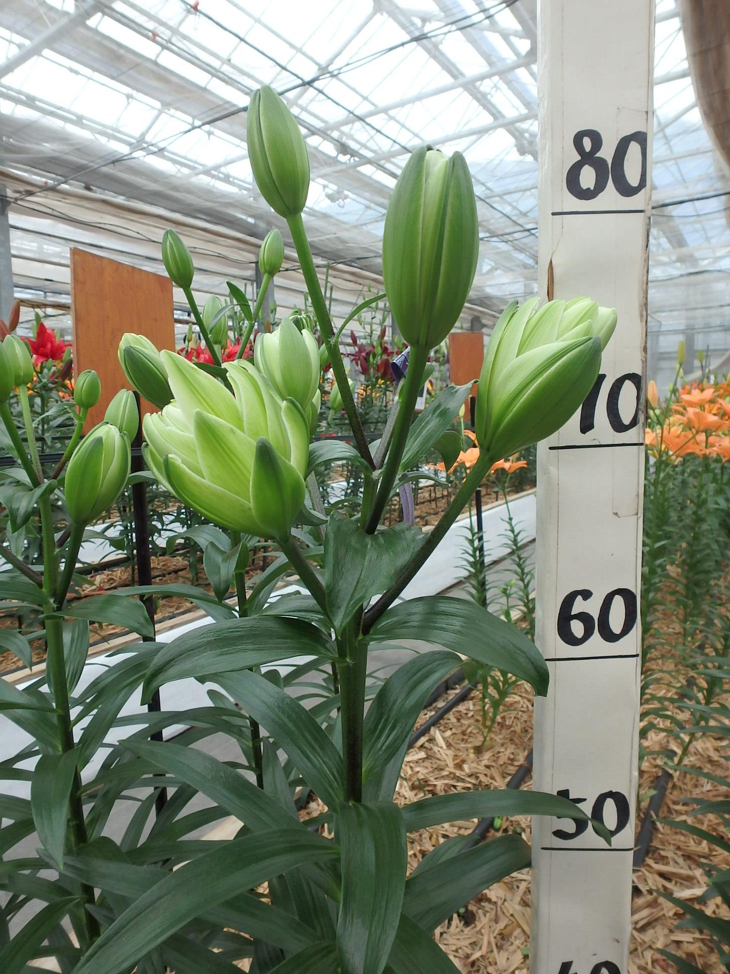 ボネスタ（花粉無し）