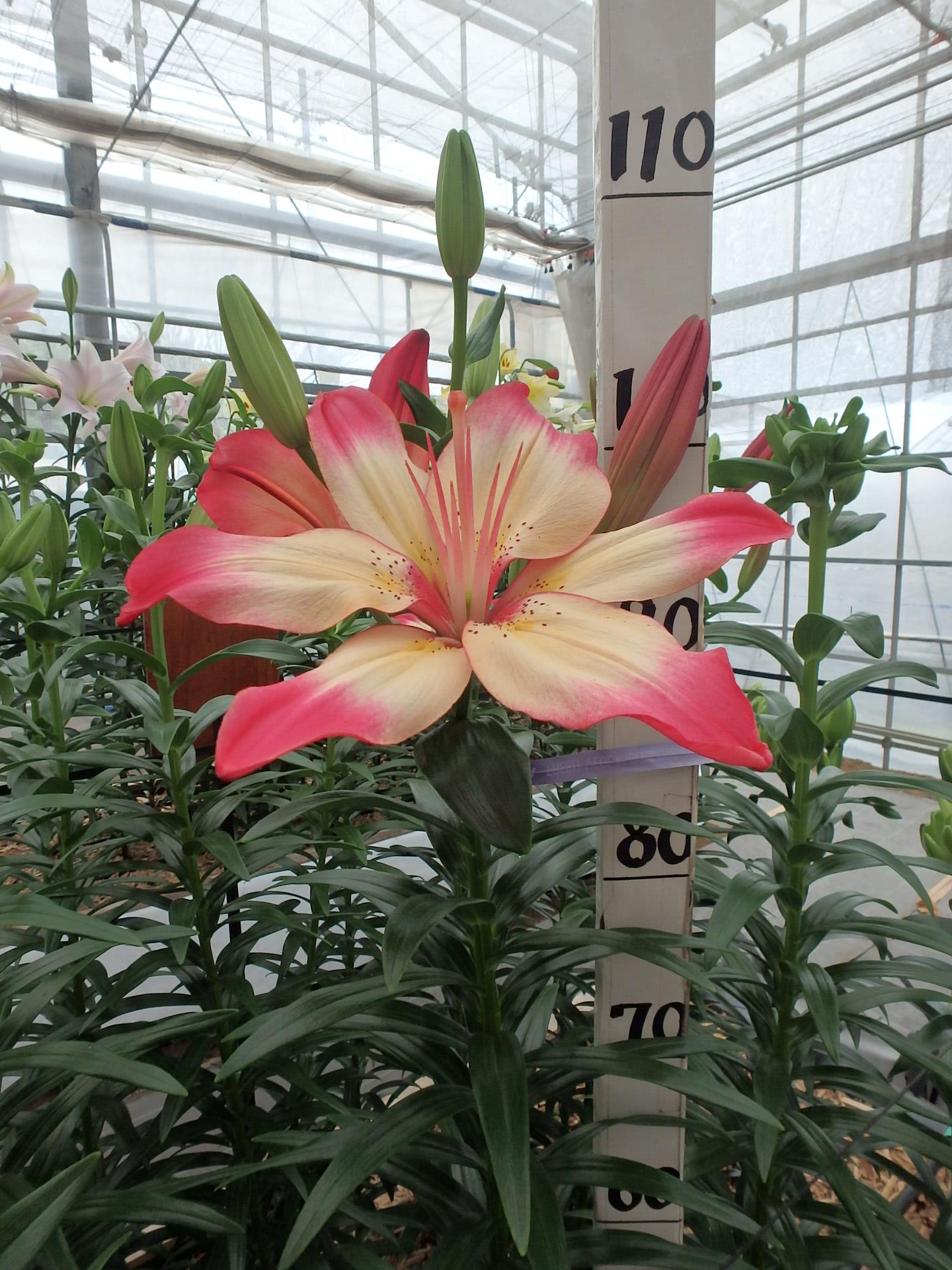 ハートストリングス 株式会社中村農園