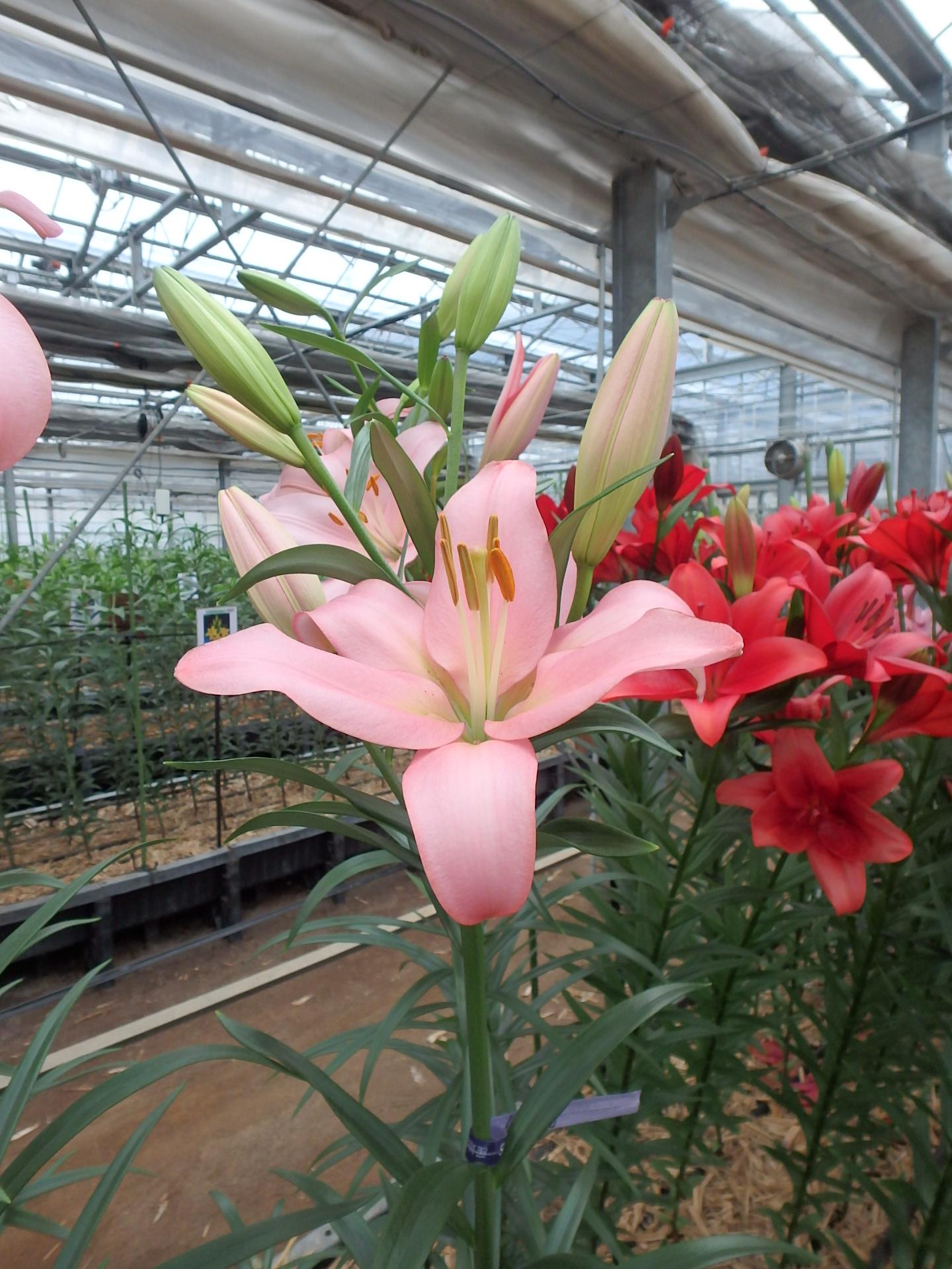 イモラ