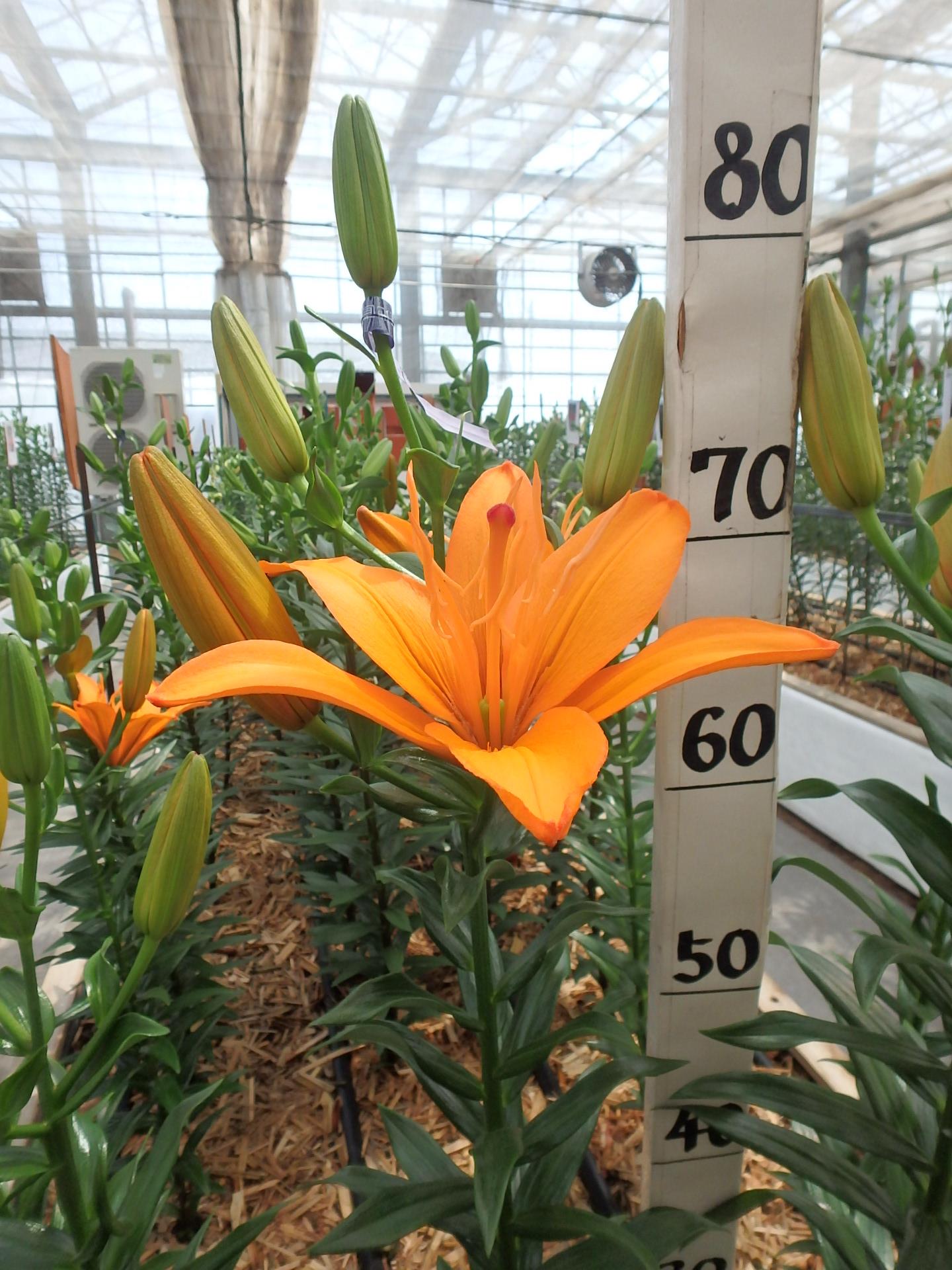 リージェンツパーク 花粉無し タグが付けられた記事一覧を表示しています 株式会社中村農園