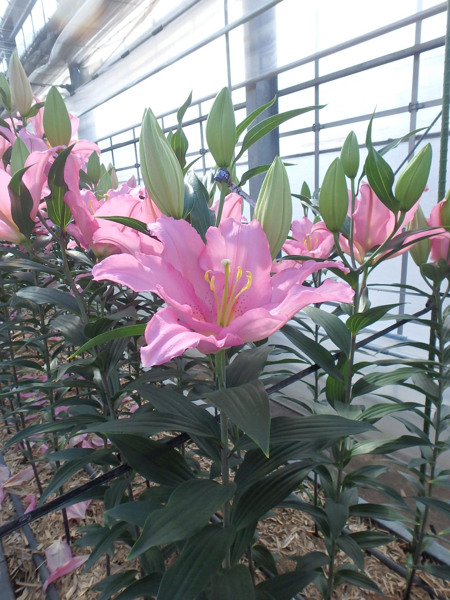 バンドーム(花粉無し)