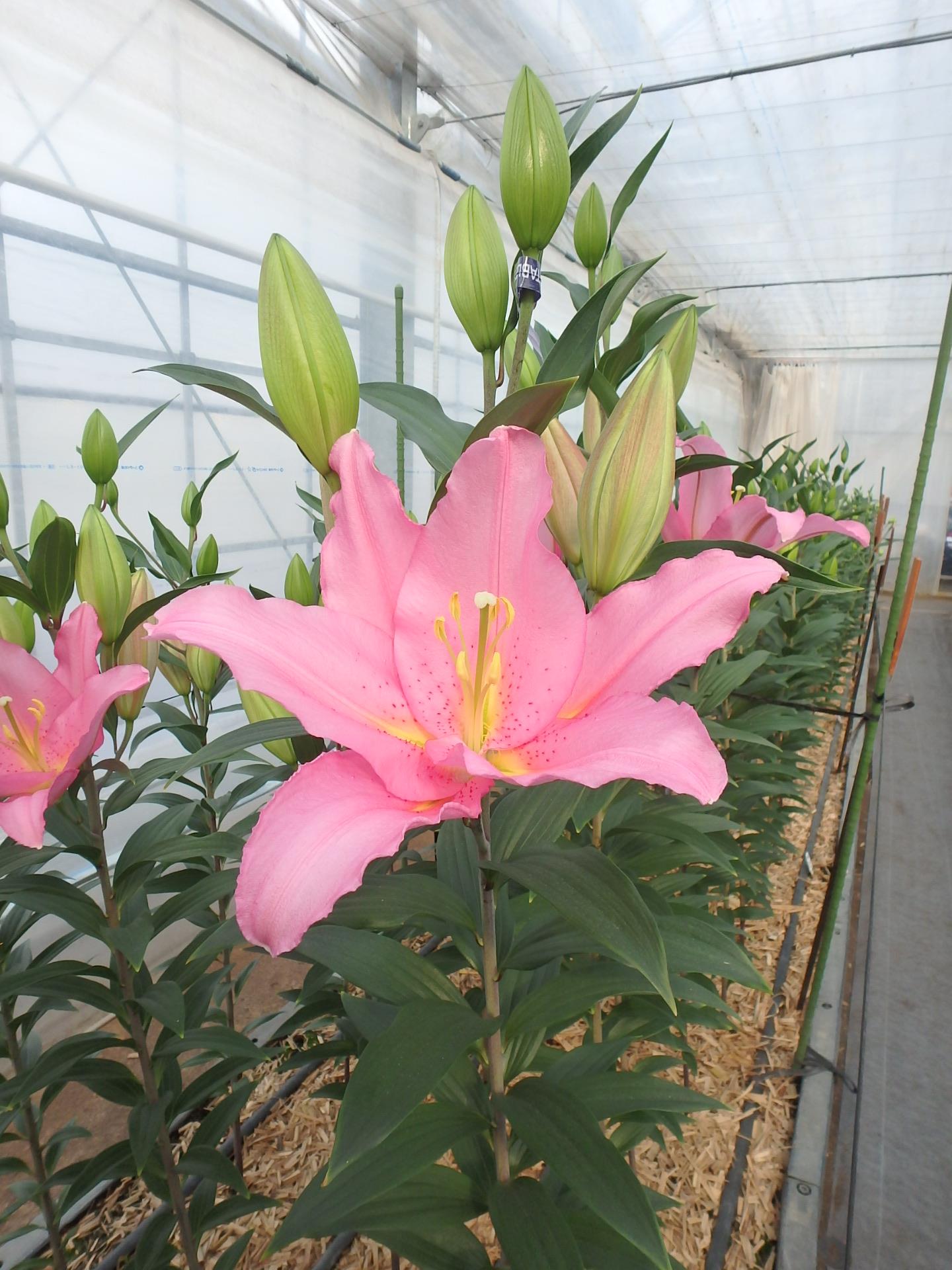 バンドーム(花粉無し)