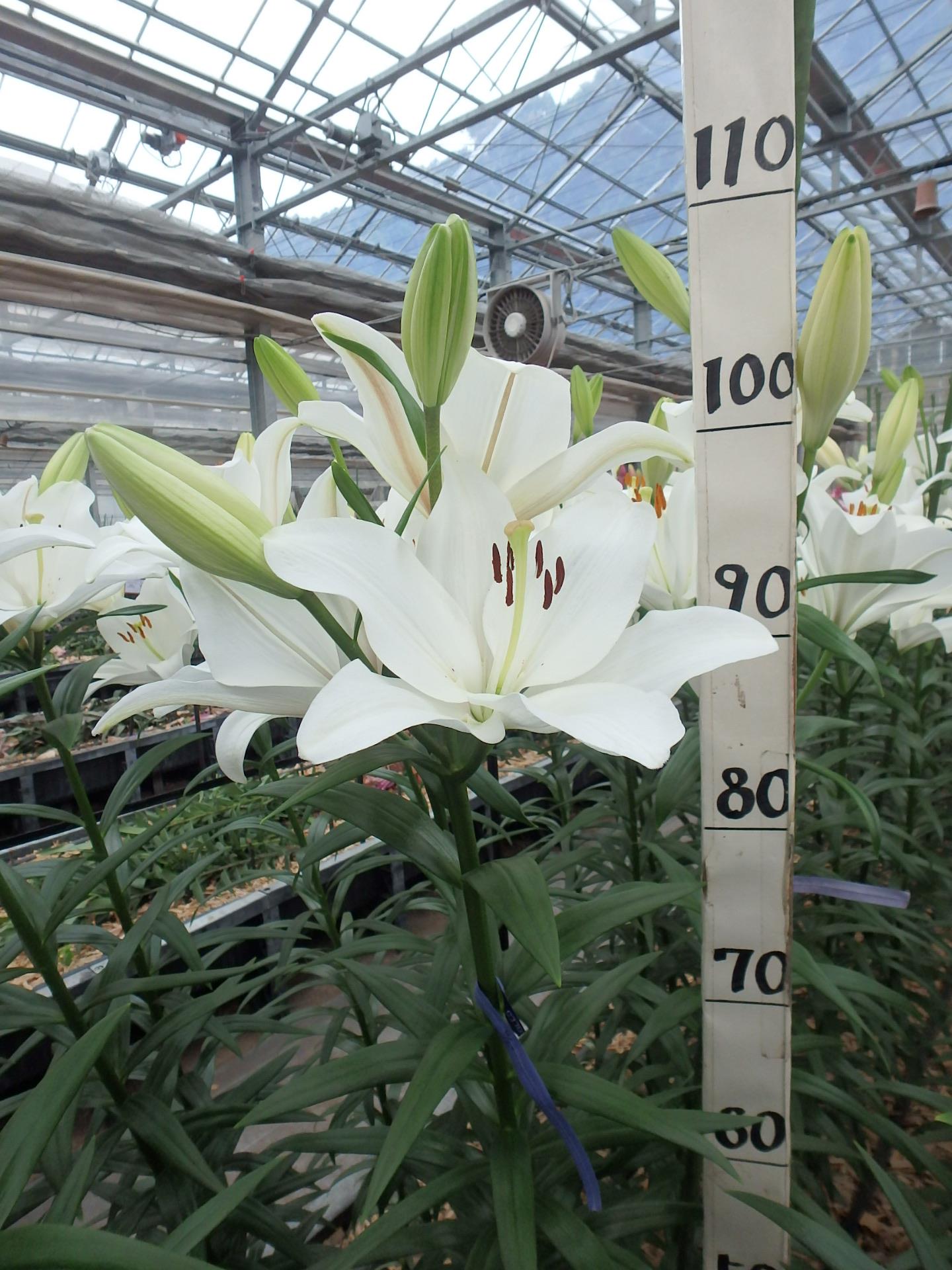 ビエルヌ
