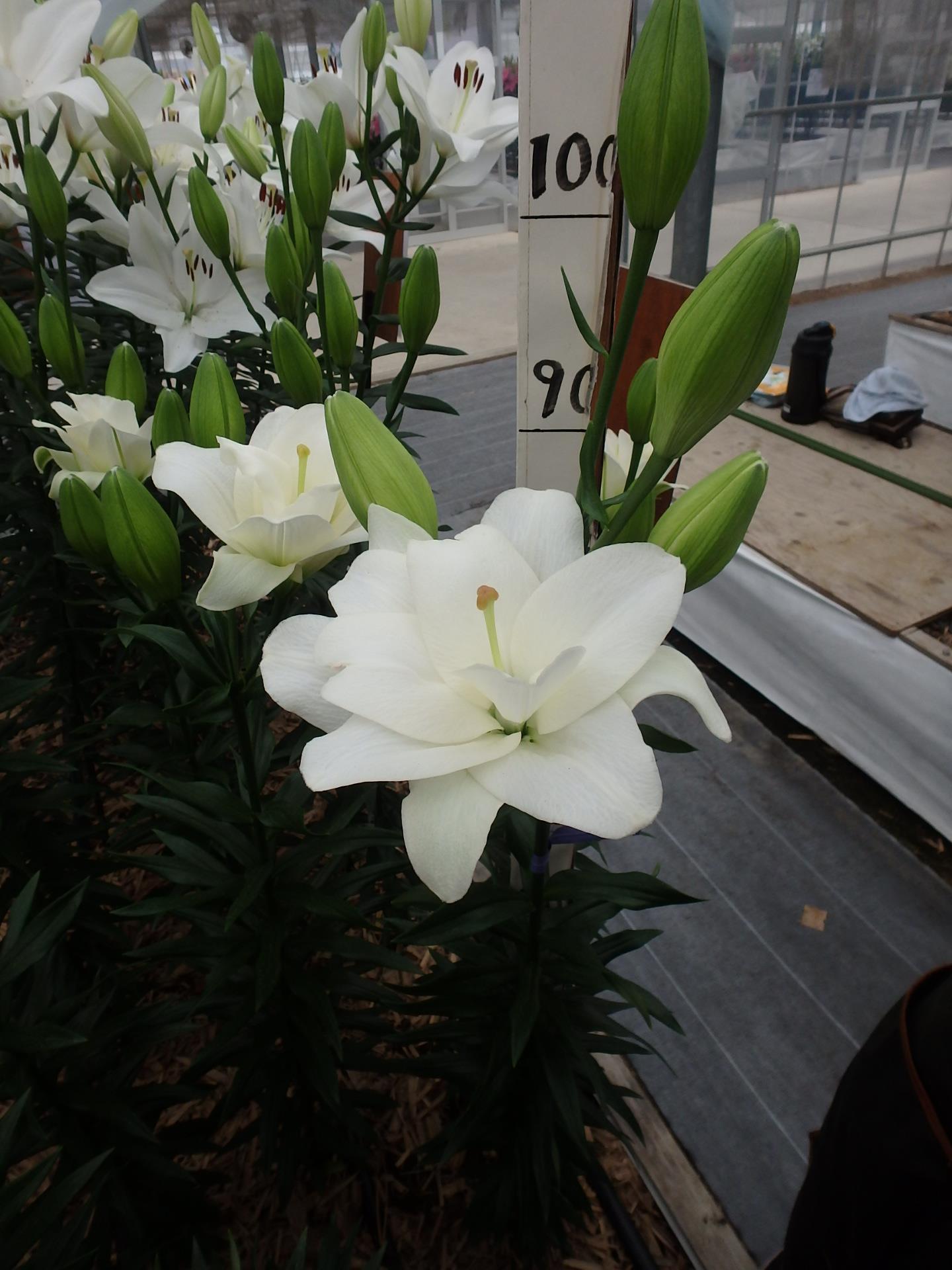 ベルベデーレ(花粉無し)