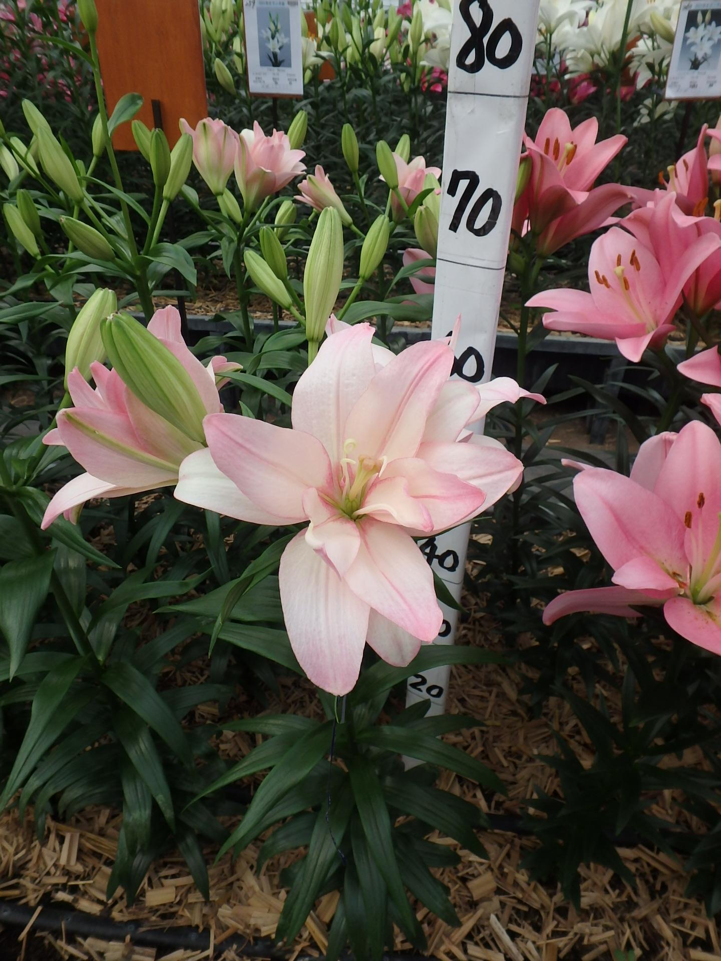 ベントレー(花粉無し)