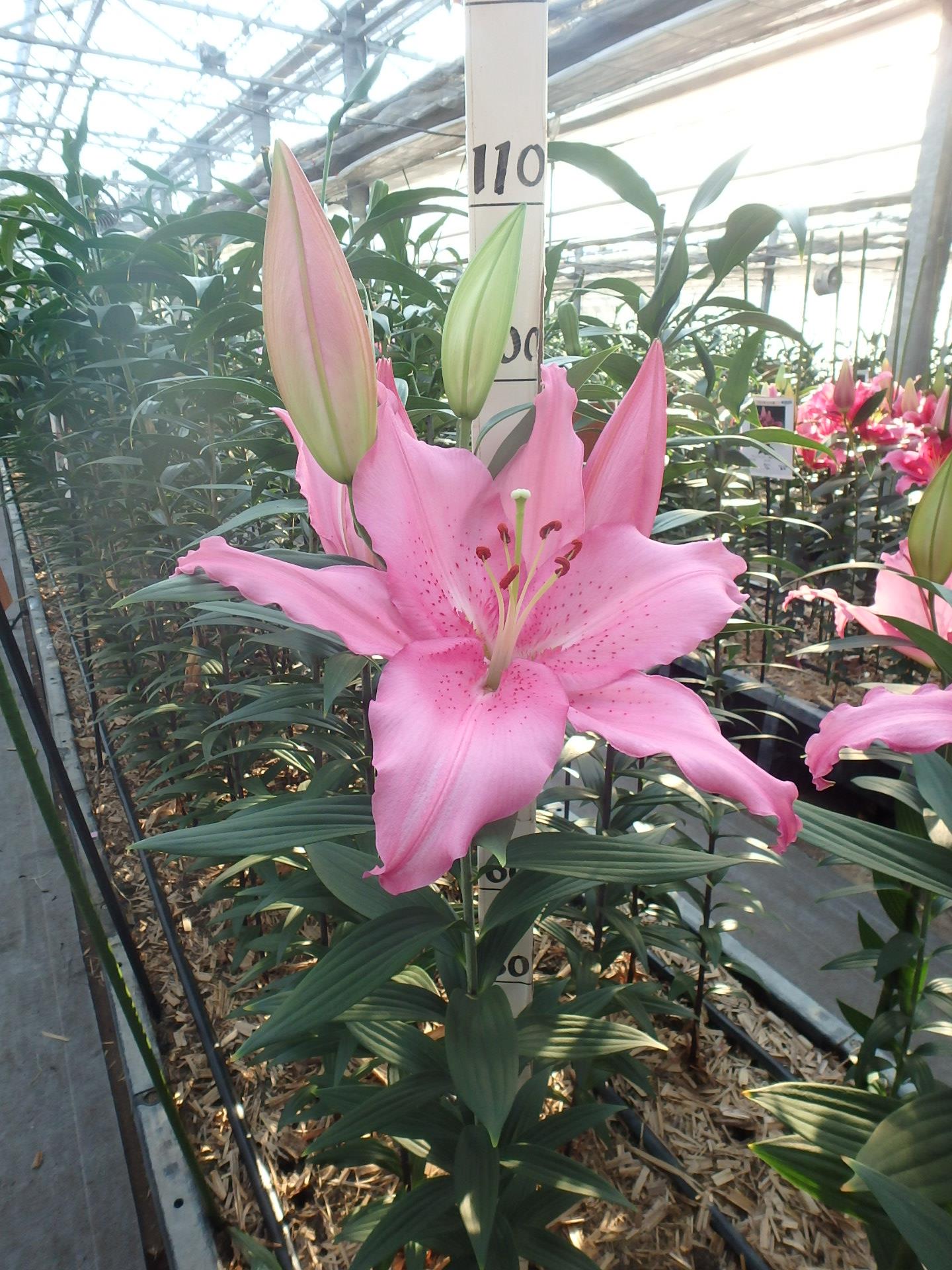 カテマコ
