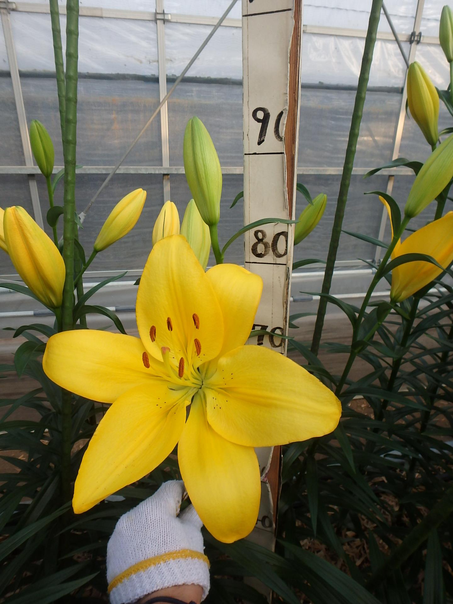 カトー