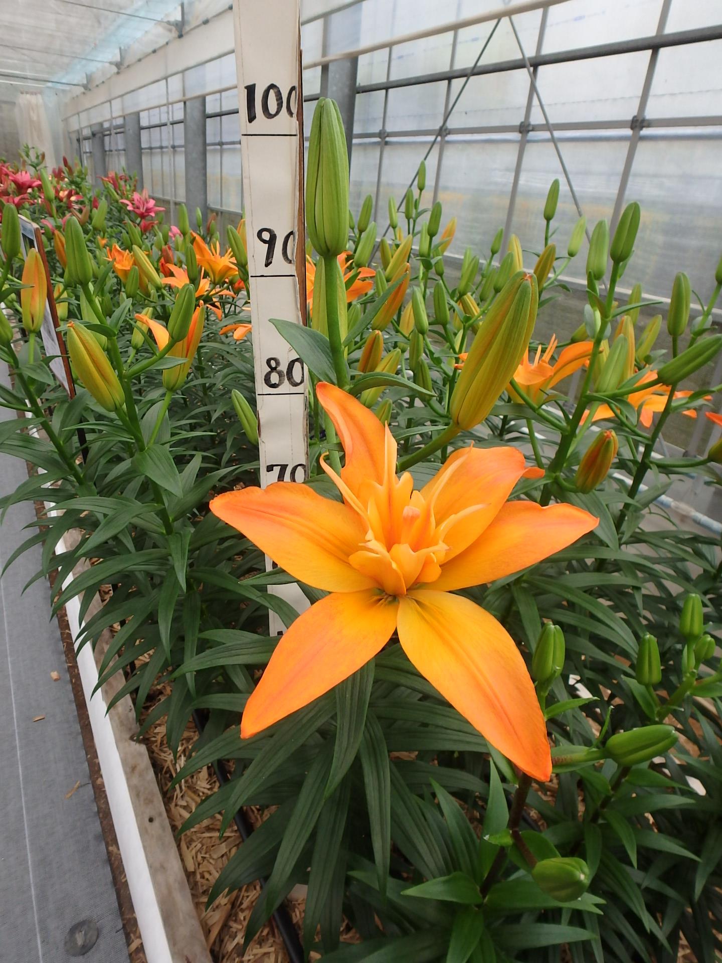 スクービドゥ(花粉無し)