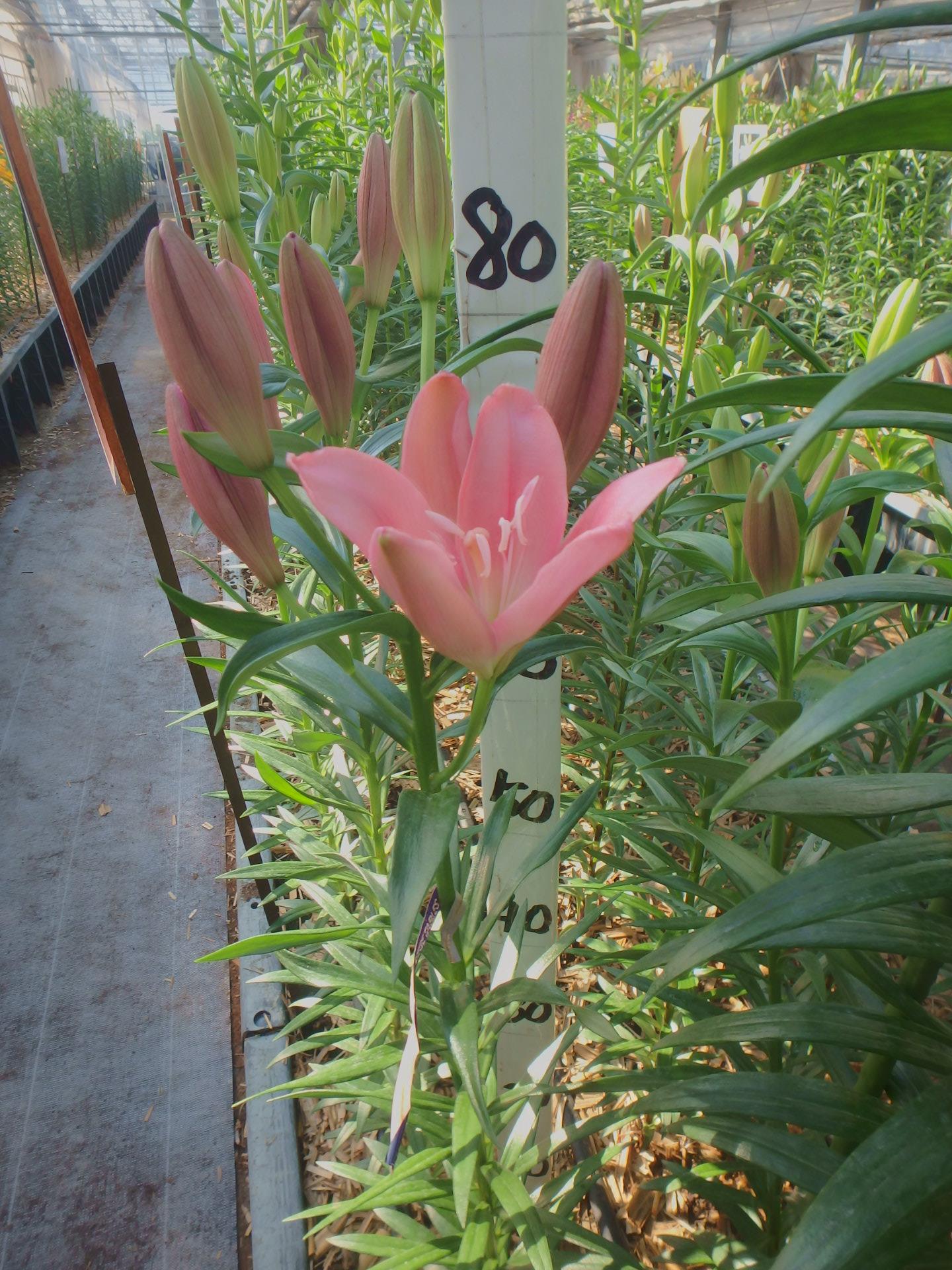 アドべンド(花粉無し)